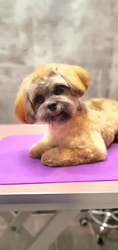 Salon pielęgnacji psów Astra